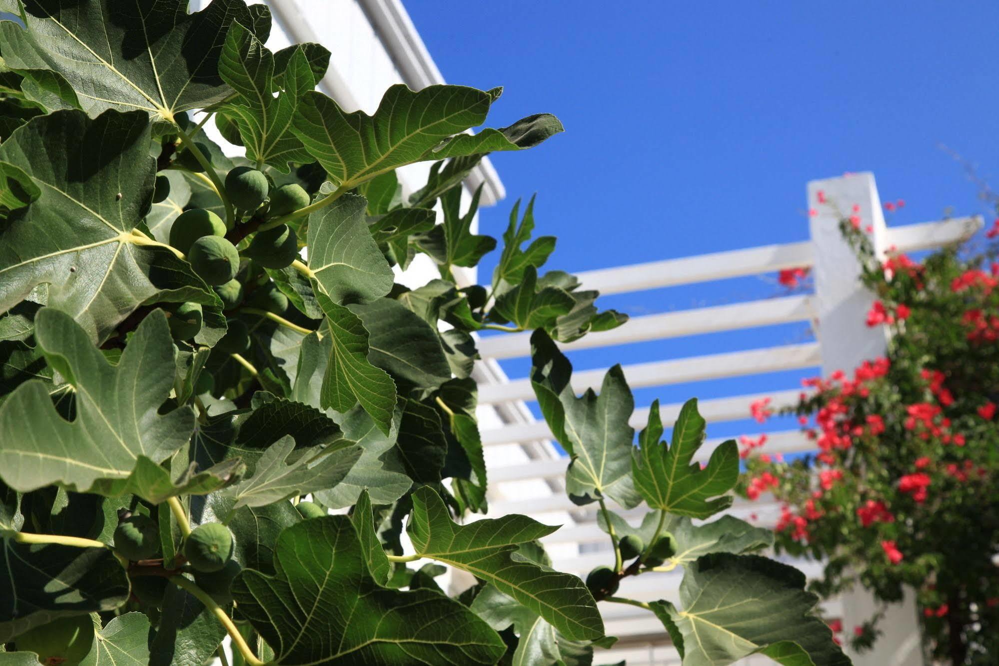 Muskebi Apart Otel Ortakent Exterior foto